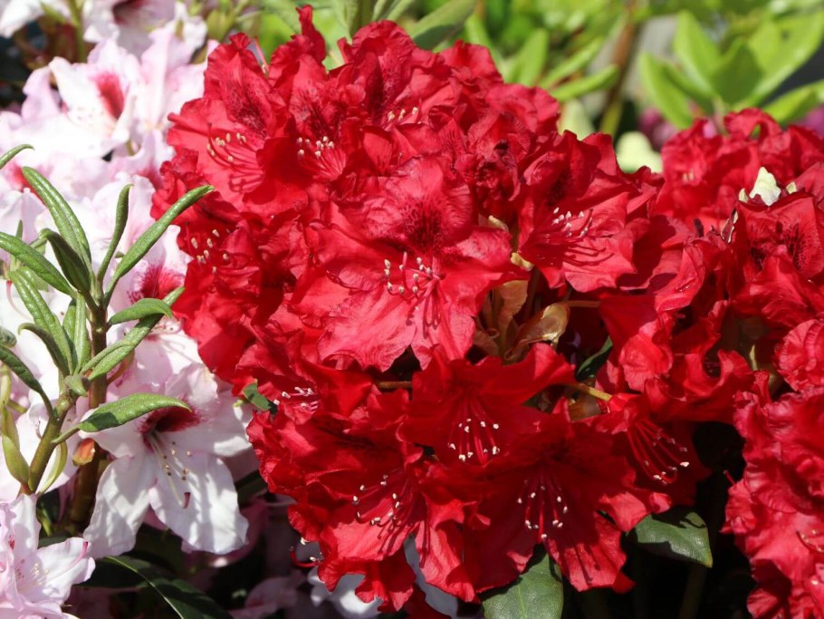 Рододендрон Abendsonne