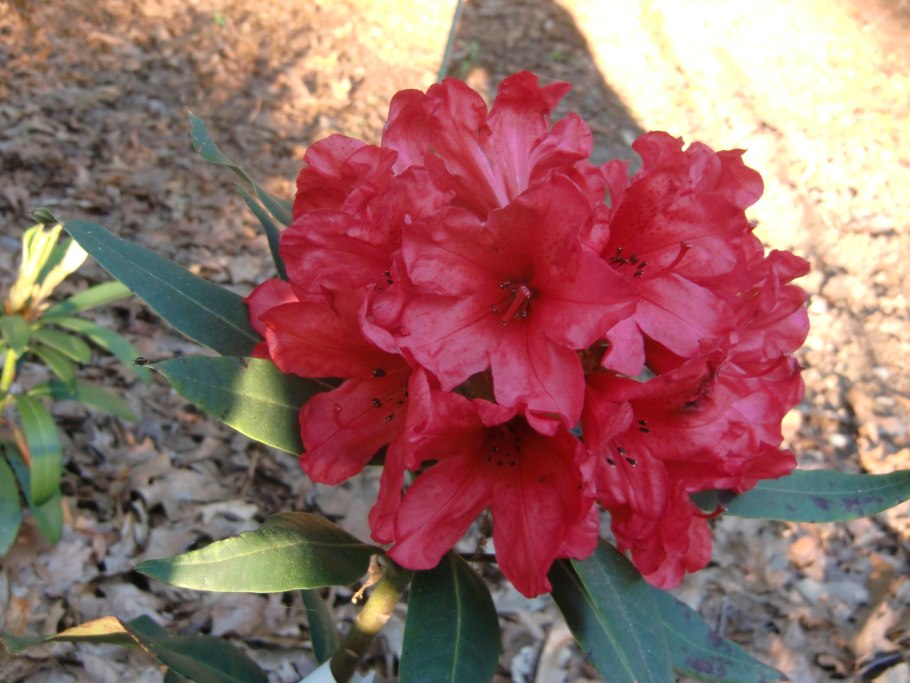 Рододендрон Владислав Джагиелло