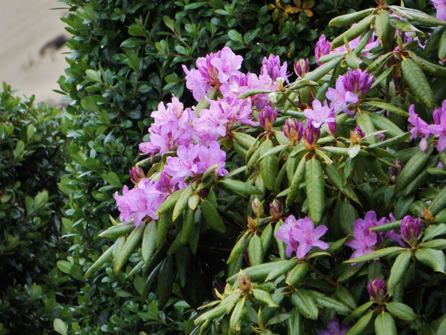 Рододендрон гибридный Эрато