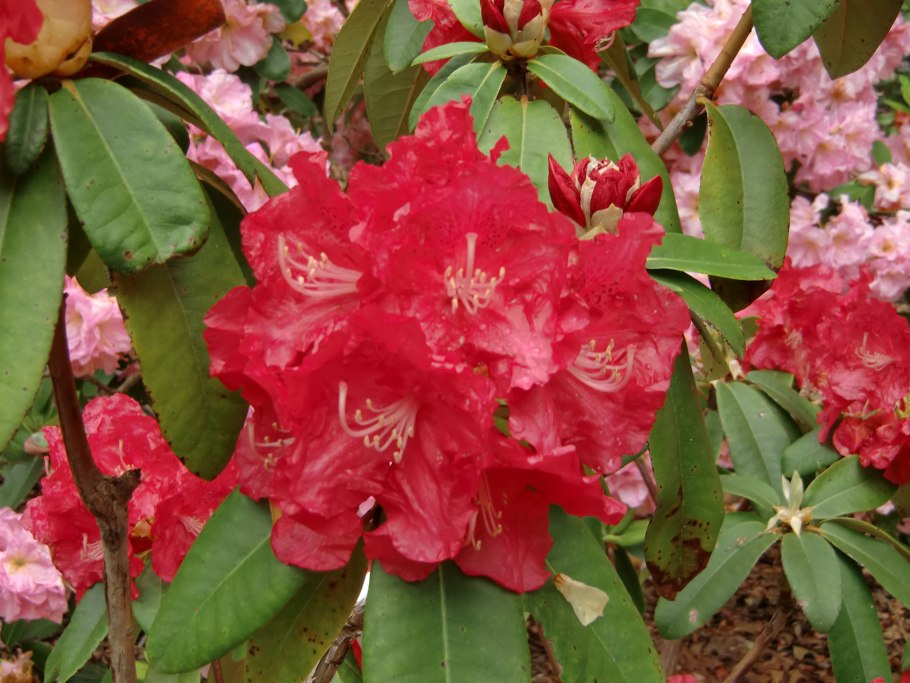 Рододендрон Сцинциллейшн