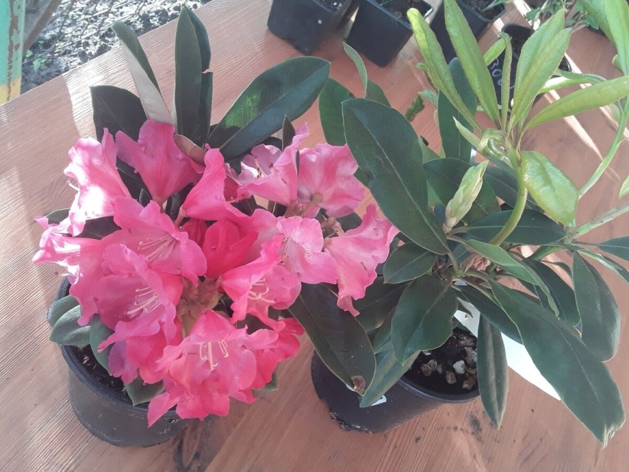 Рододендрон гибридный Франческа