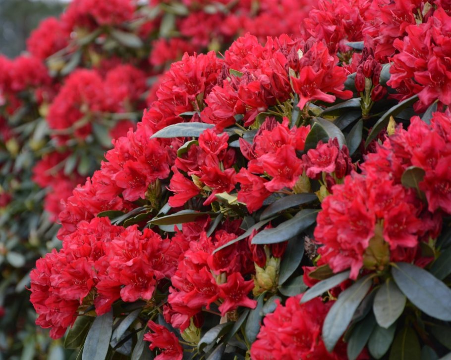 Рододендрон Эрато