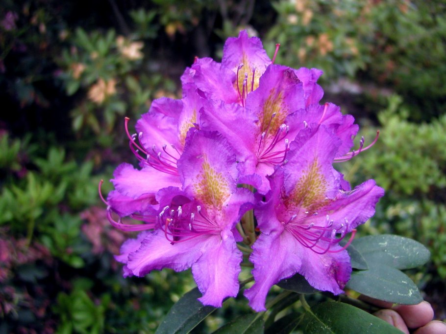 Азалия Понтийская рододендрон желтый