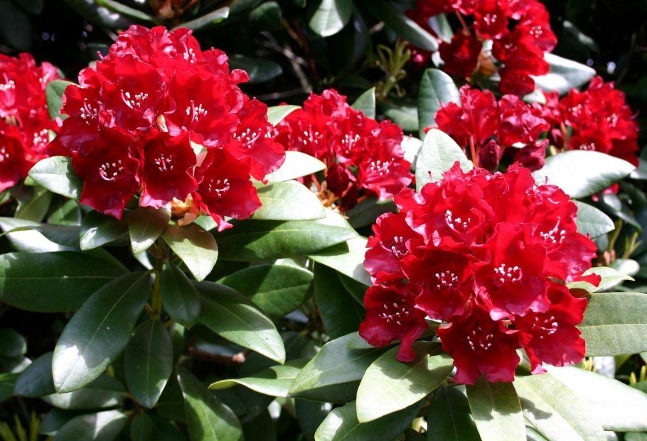 Рододендрон гибридный Tarragona