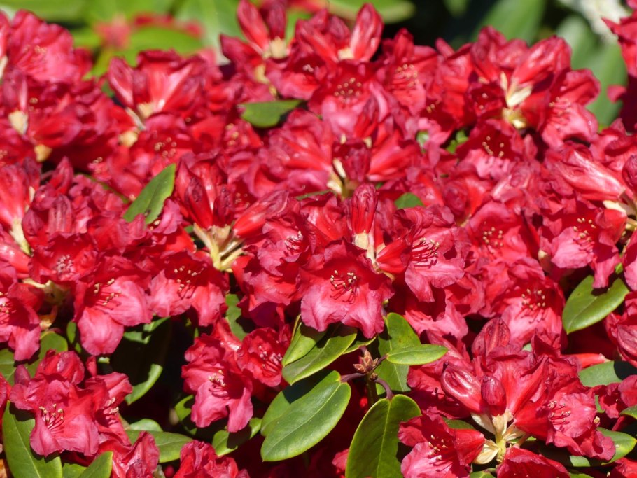 Рододендрон гибридный Таррагона