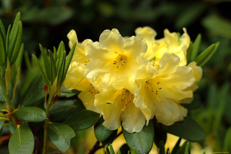 Rhododendron indicum
