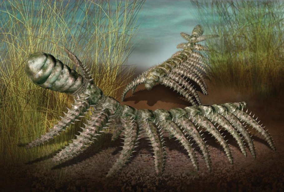 Diania cactiformis
