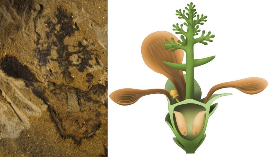 Nanjinganthus dendrostyla