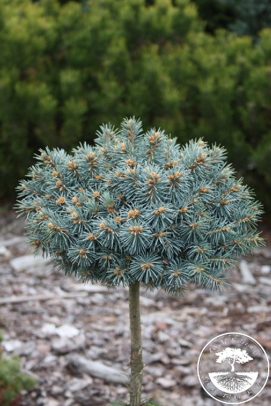 Ель колючая Роял Блу (р9) 812792