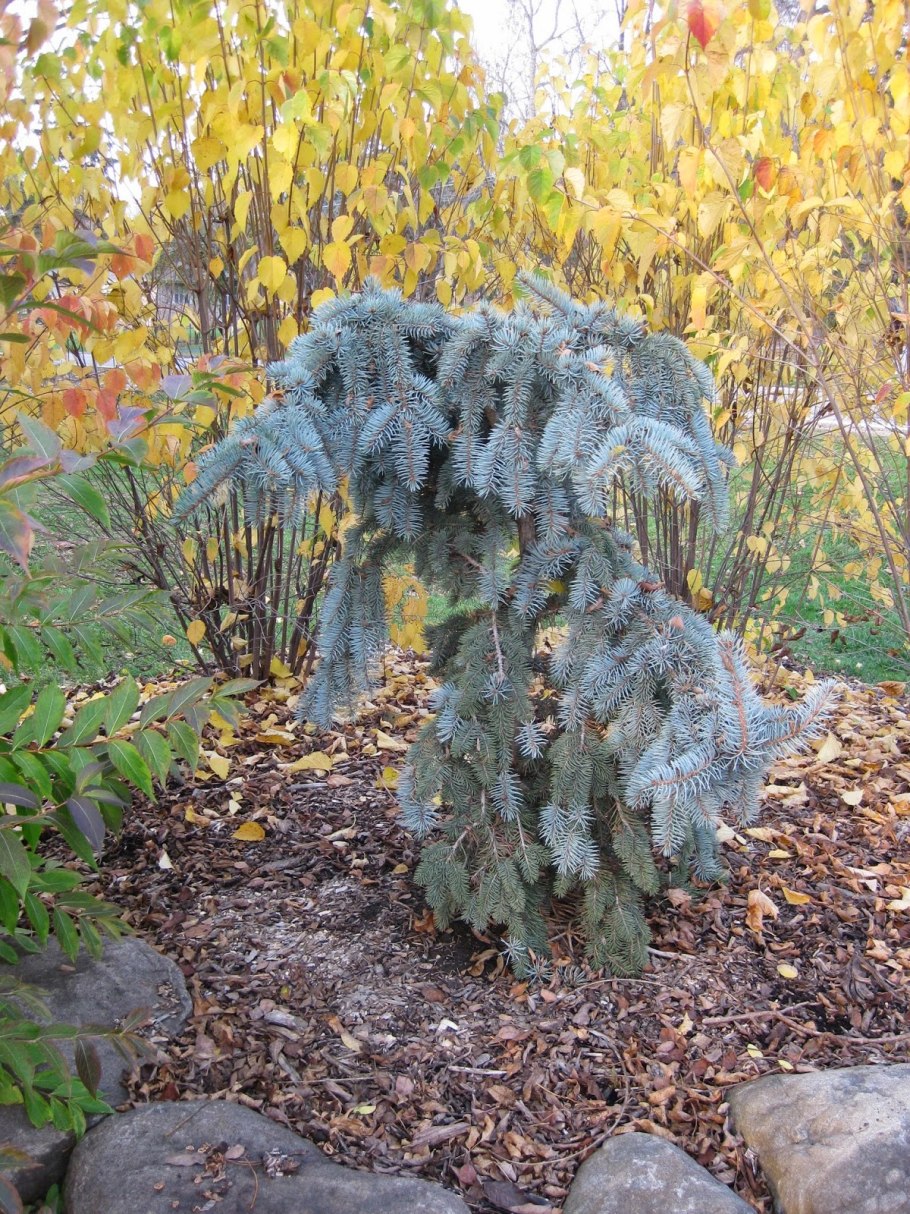 Ель Глаука Мисти Блю