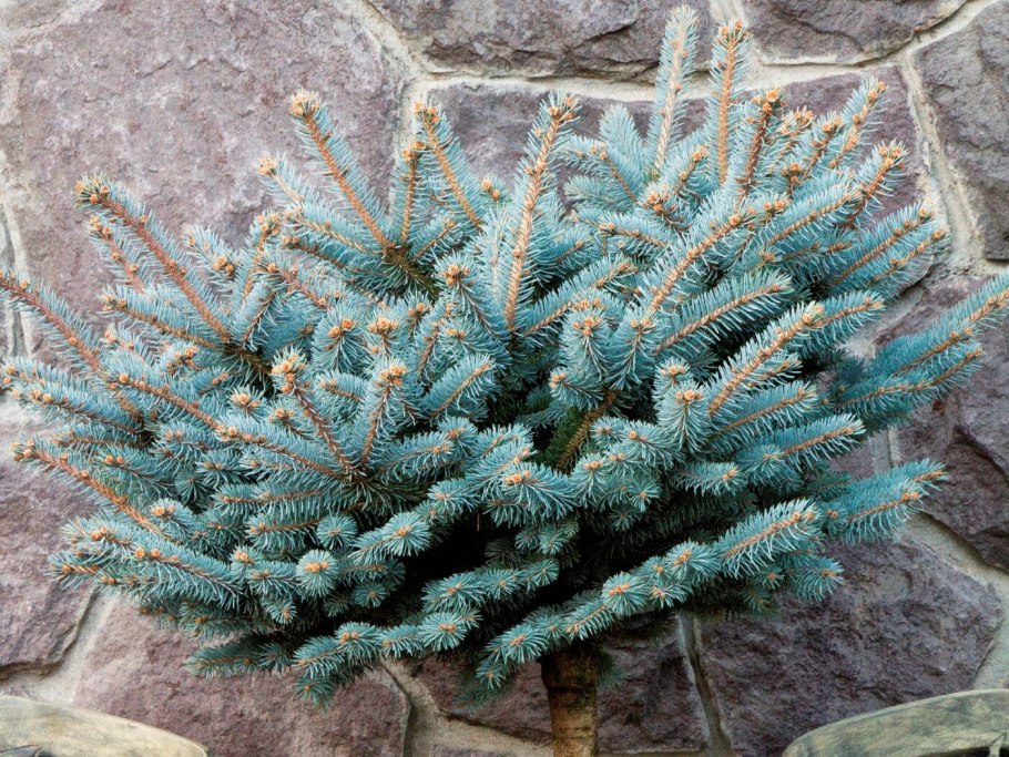 Ель колючая Мисти Блю