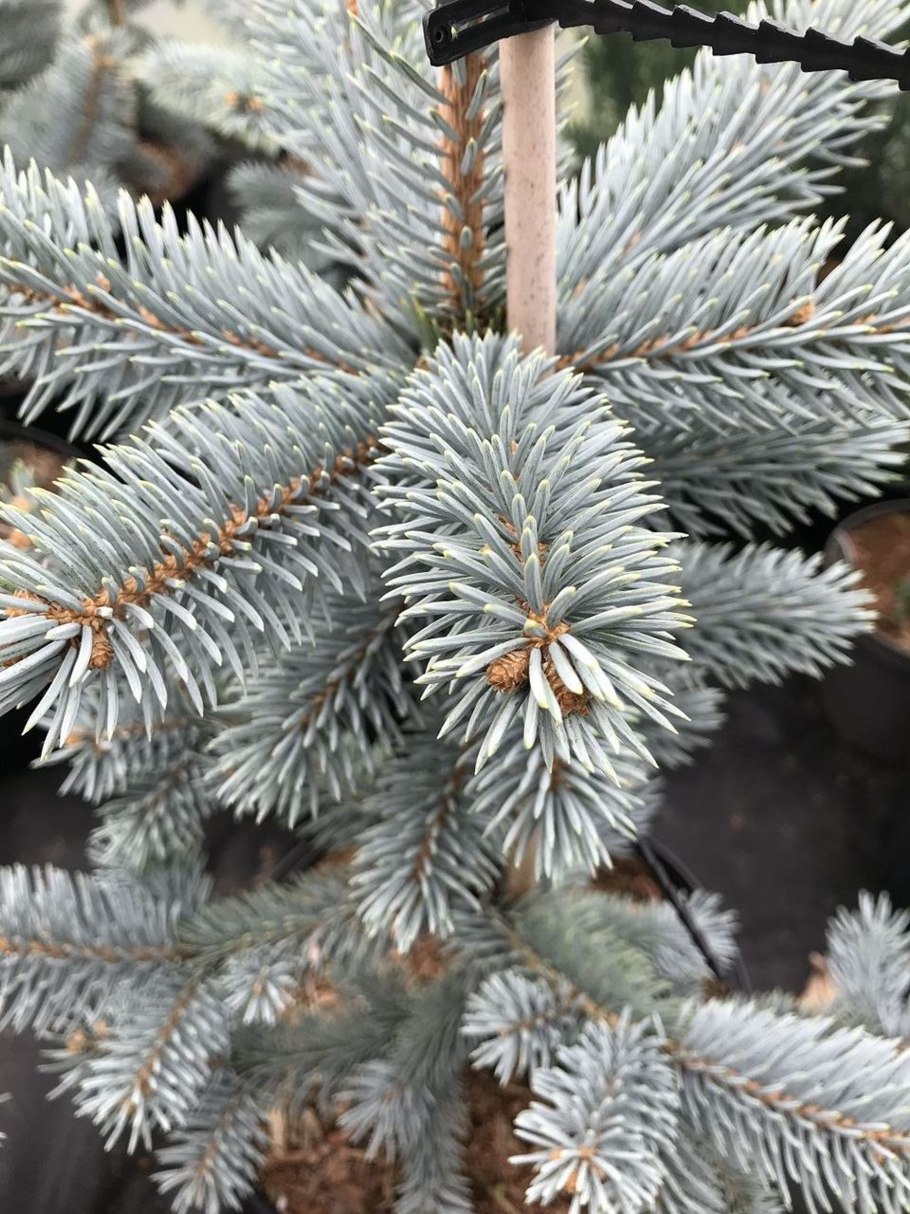 Ель колючая Блю Болл