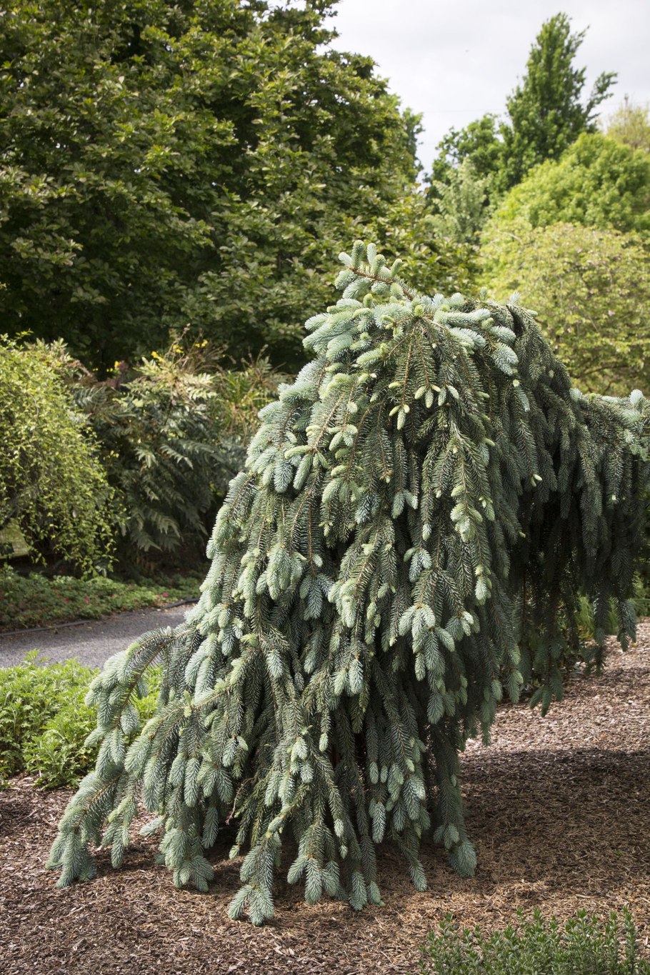 Кедр атласский Глаука Пендула