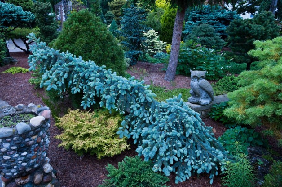 Глаука Глобоза Пендула