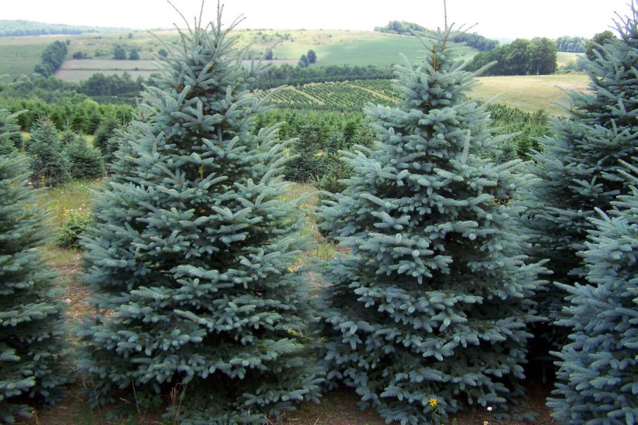 Ель Блю Болл