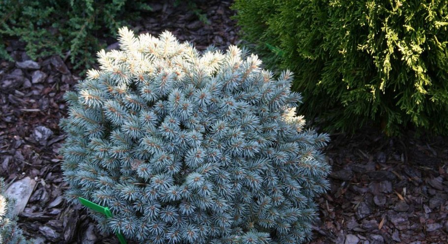 Ель колючая Роял Блу (р9)