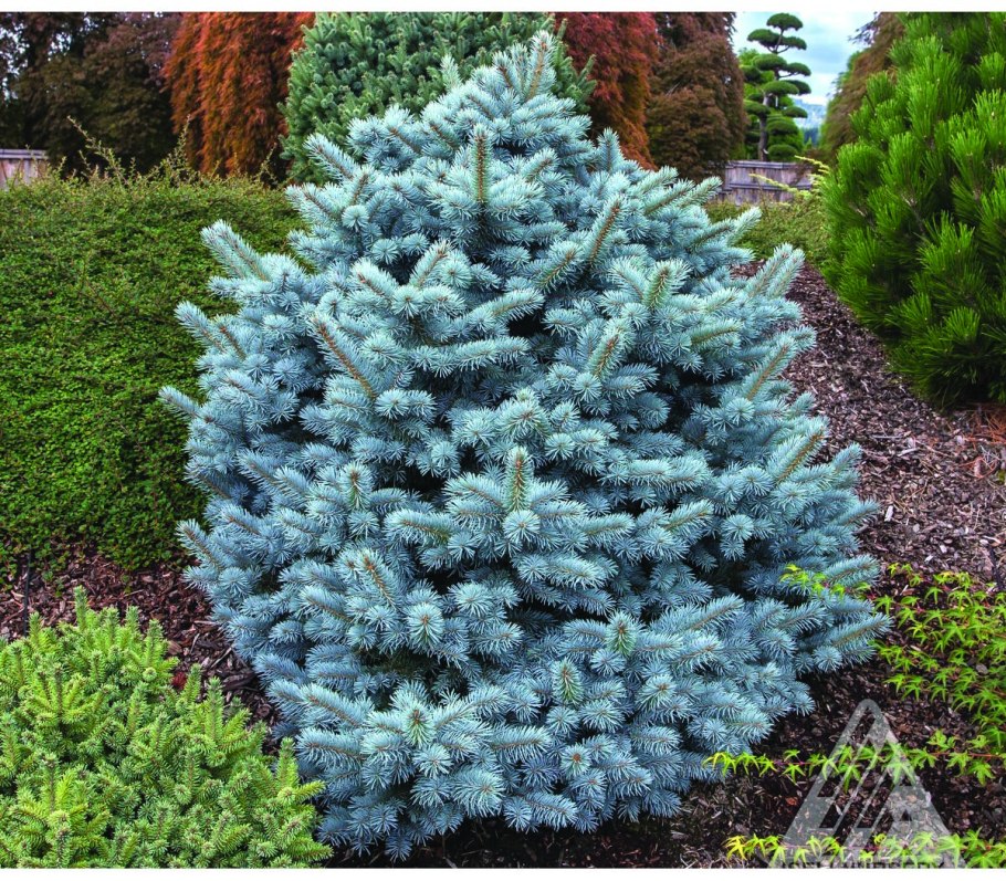 Ель колючая Пендула