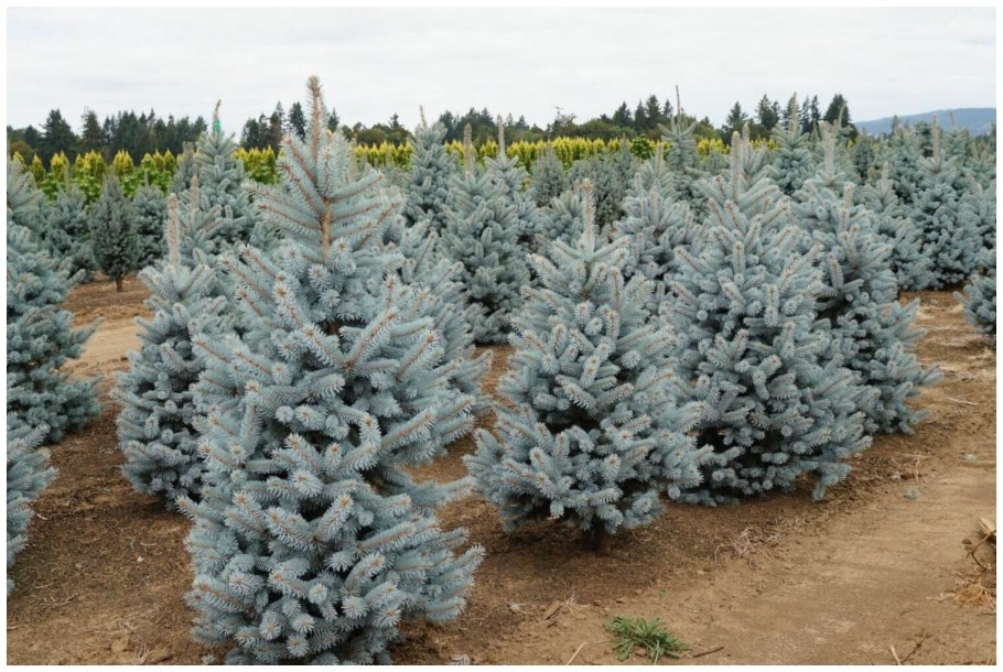 Ель колючая супер Блю Сидлинг
