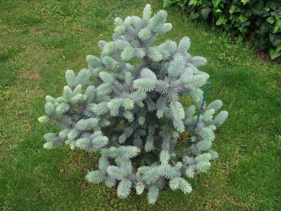 Ель голубая Блю диамонд