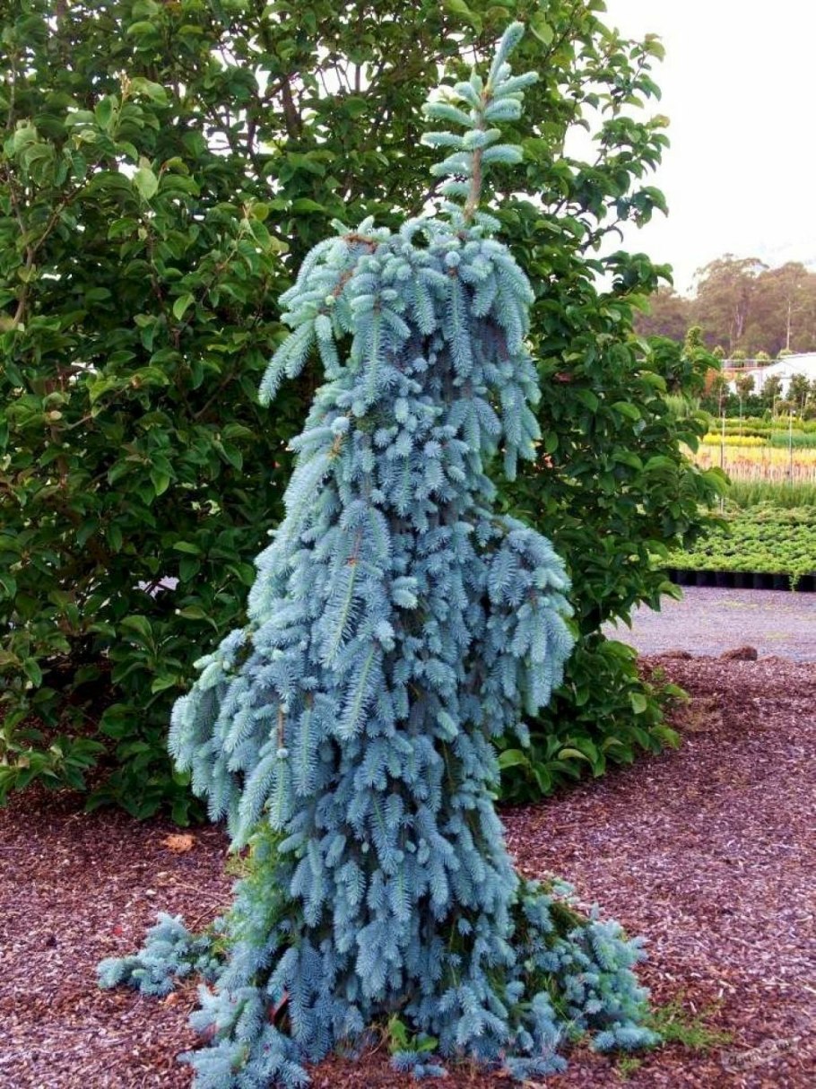 Ель голубая Глаука Пендула