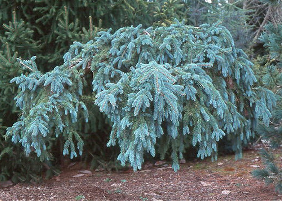 Ель колючая Пендула