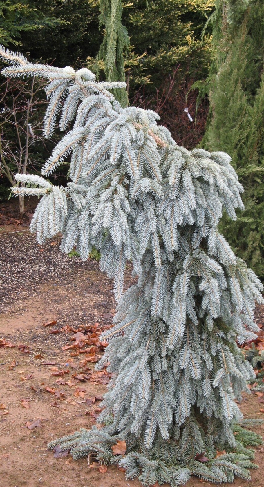 Ель колючая Пендула