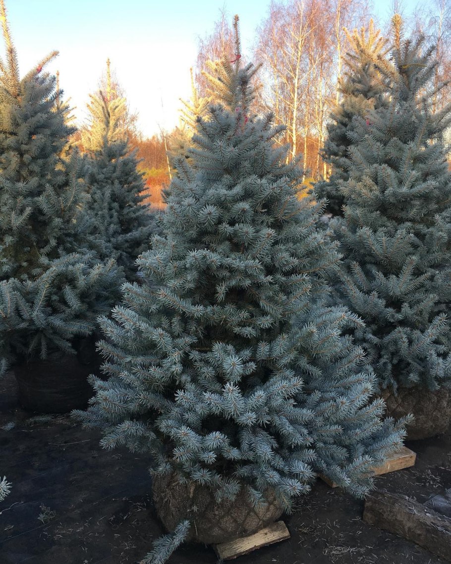 Ель колючая Блю Перл