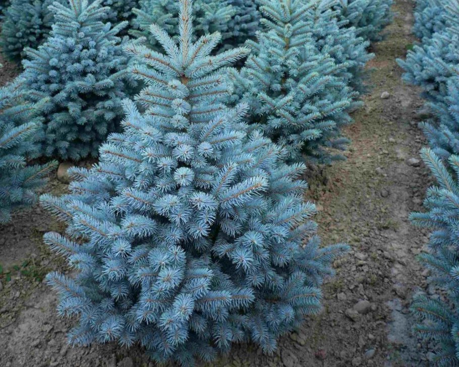 Ель колючая Маджестик Блю