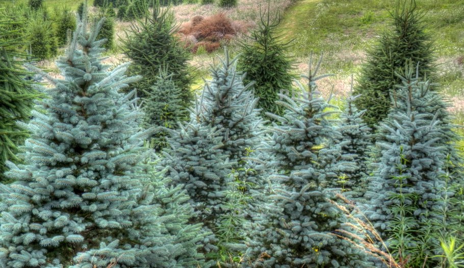 Ель голубая Блю Даймонд