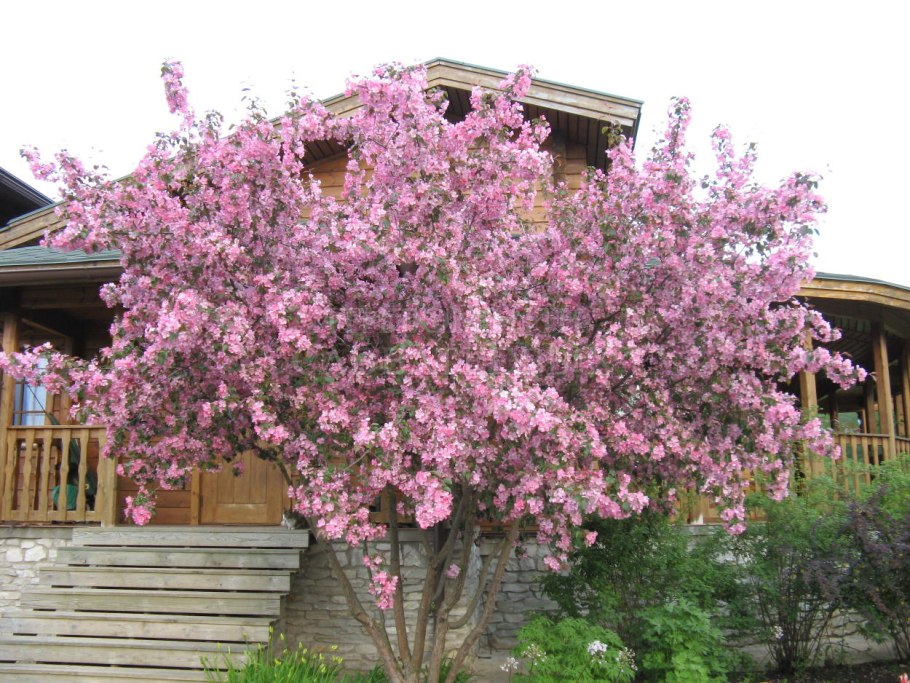 Яблоня Рудольф Malus Rudolph