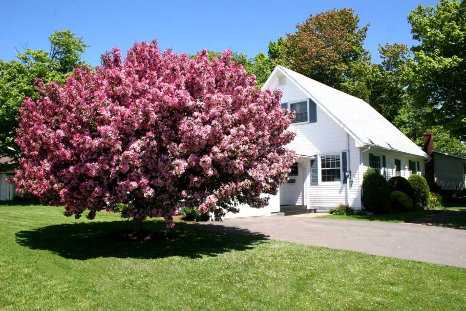 Яблоня декоративная Рудольф (Malus Rudolph)