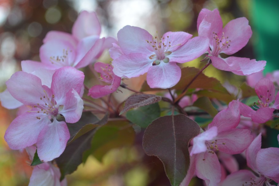 Яблоня Malus Rudolph