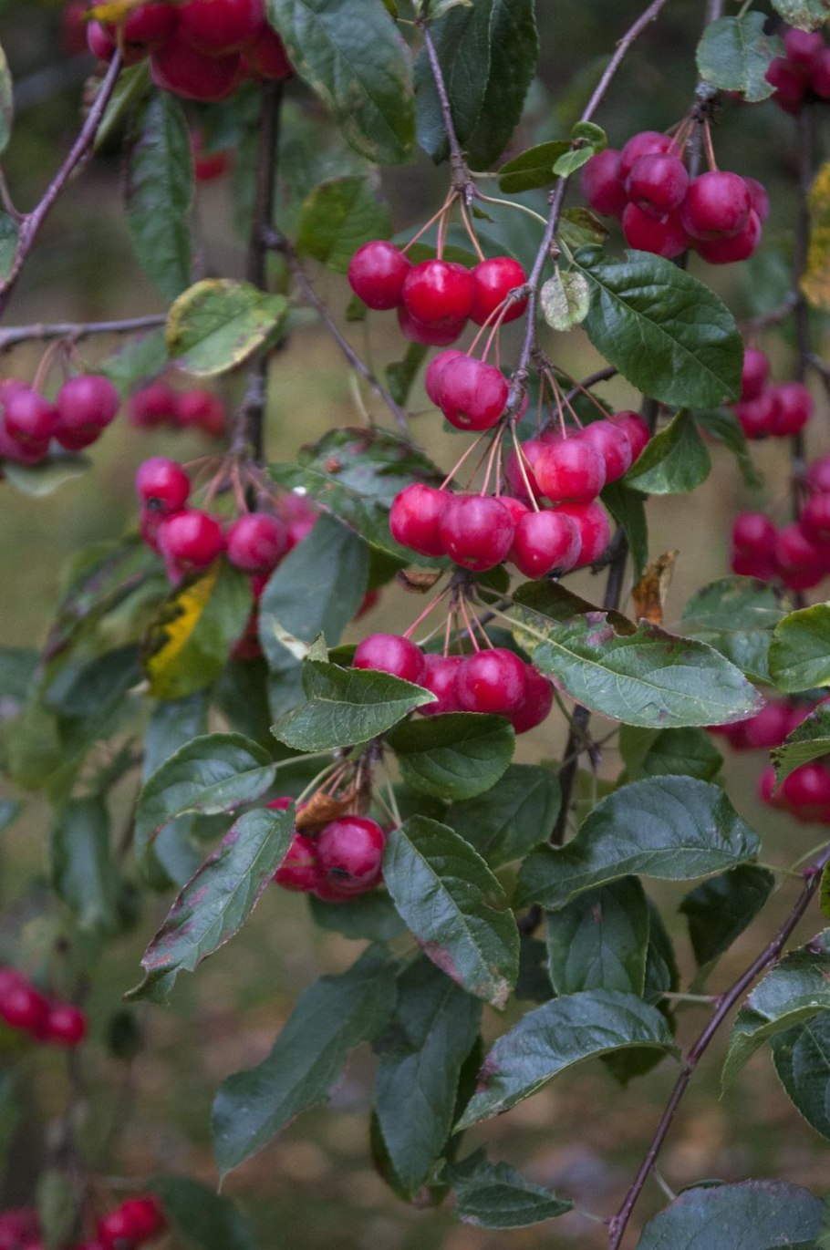 Яблоня декоративная Rudolph Malus Rudolph
