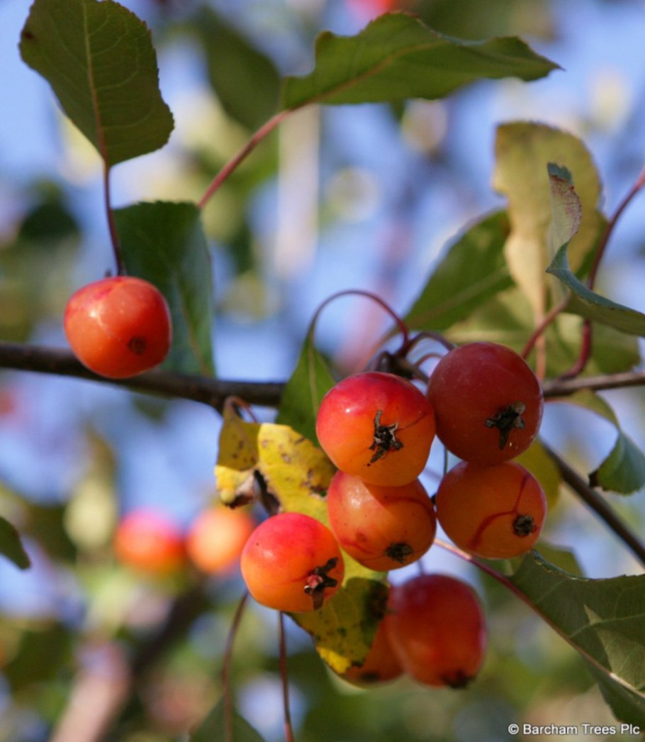 Яблоня Malus Rudolph