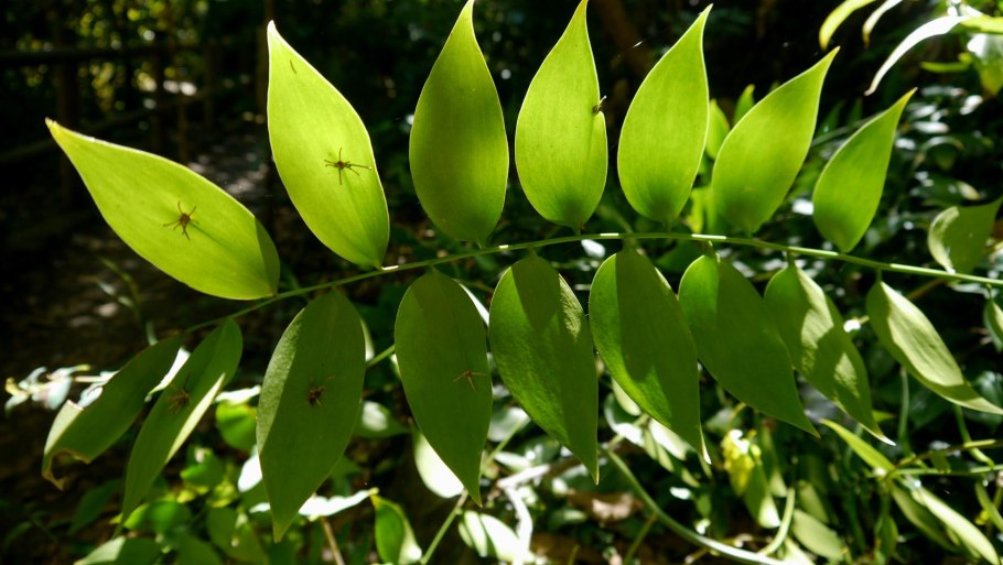 Рускус hypophyllum