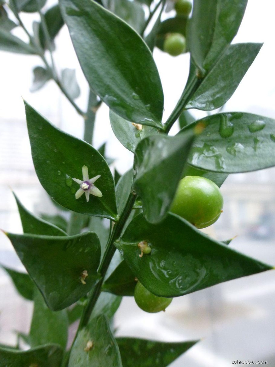 Ruscus hypoglossum l. иглица подъязычная