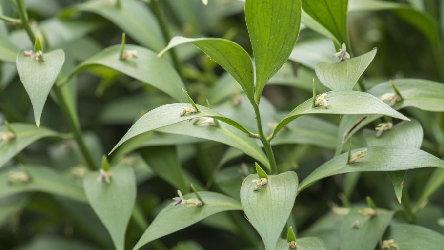 Ruscus hypophyllum размножение