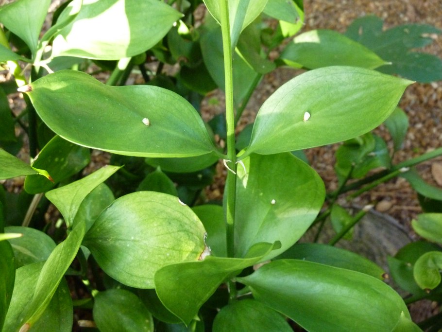 Рускус hypophyllum