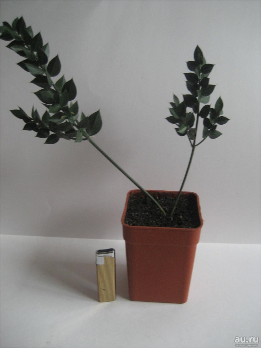 Рускус hypophyllum