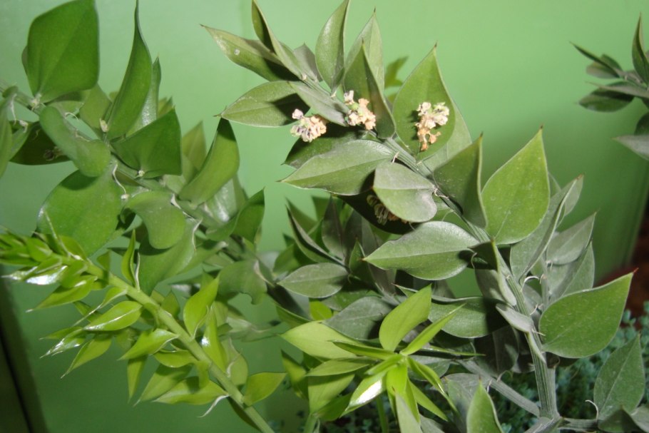 Рускус Акулеатус
