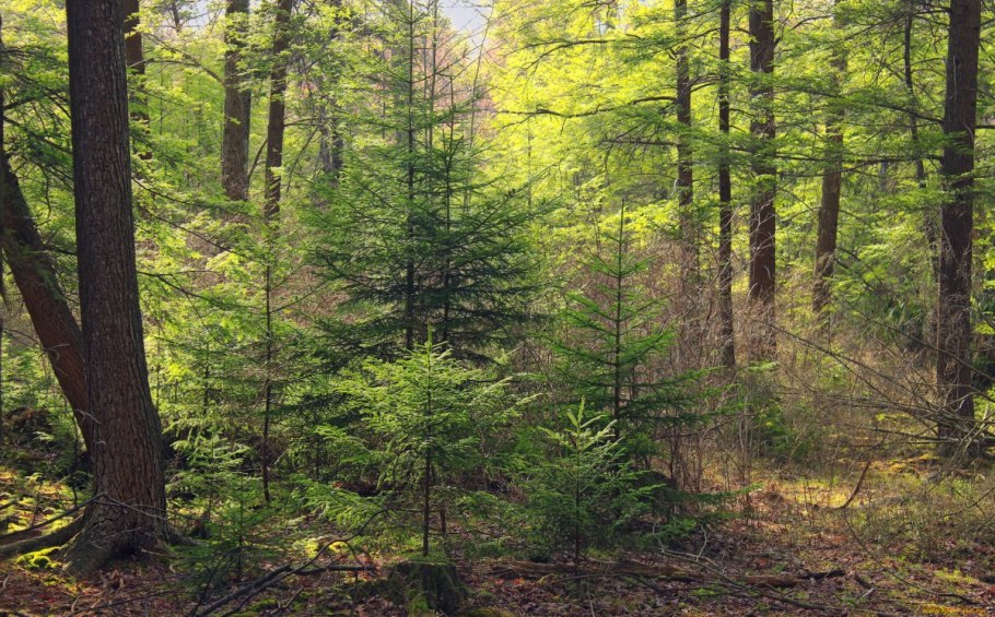 Широколиственный лес тропа