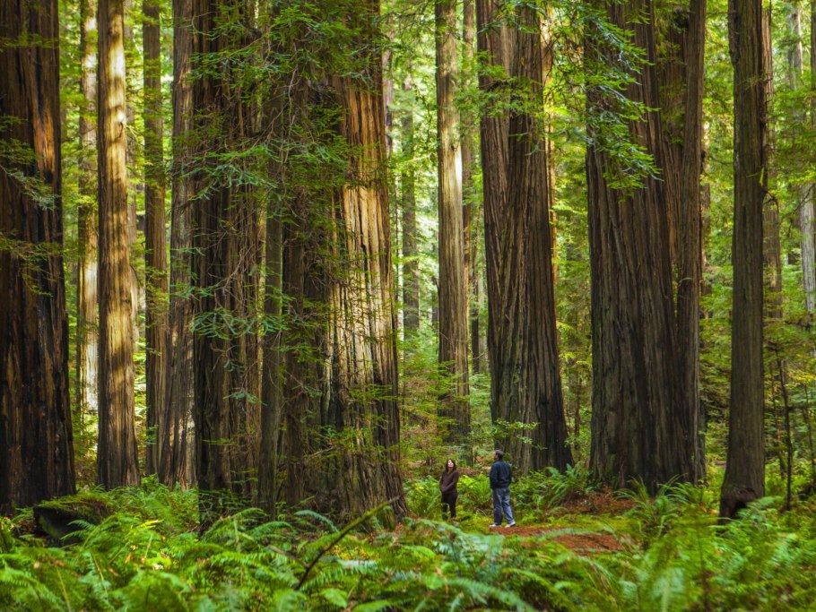 Биогеоценоз Сосновый лес