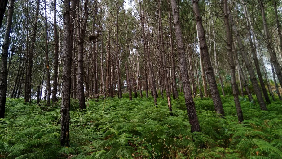 Флора широколиственных лесов Швеции