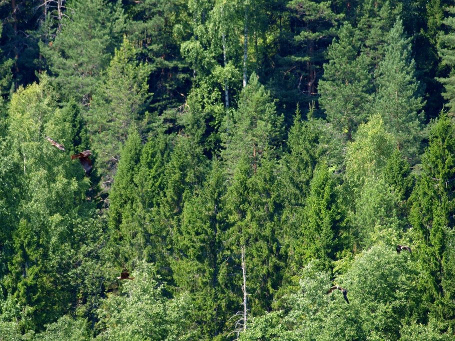 Хвойные леса Костромской области