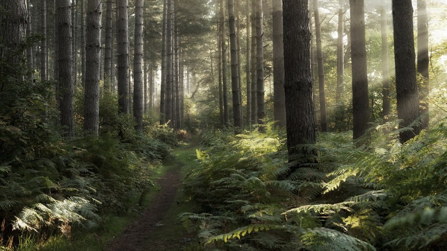 Лесная экосистема