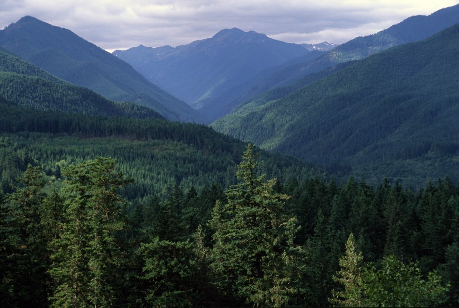 Лесная экосистема