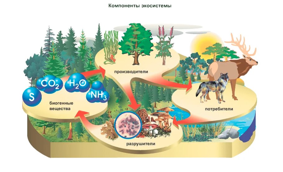 Компоненты экосистемы