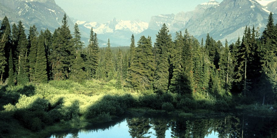 Лесная экосистема