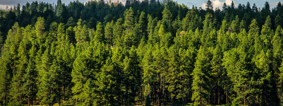 Хвойные и лиственные леса Алтайского края