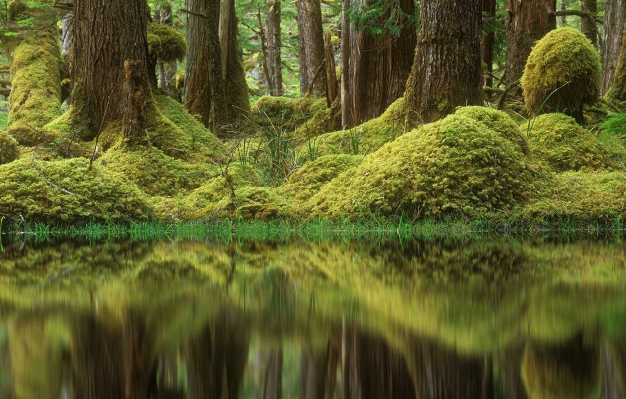 Моховое болото Румыния